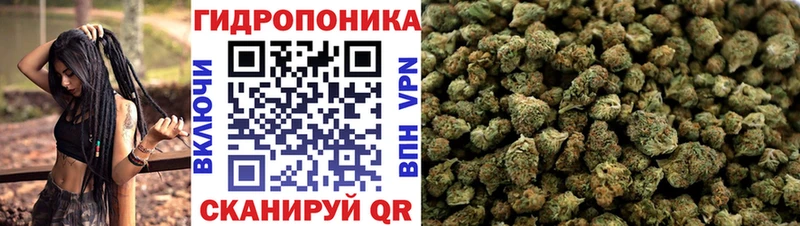 Бошки Шишки семена Кочубеевское